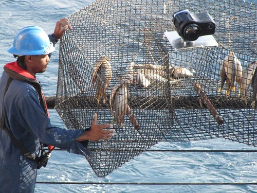 Technician on a ship examining fish in a fish trap that has a camera on top